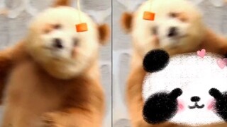 原来七仔已经当爹了啊，一直以为他到处追女熊没娃呢