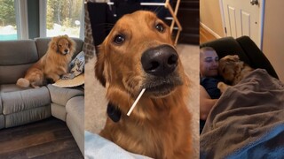 What bad intentions could a pure-hearted golden retriever possibly have?