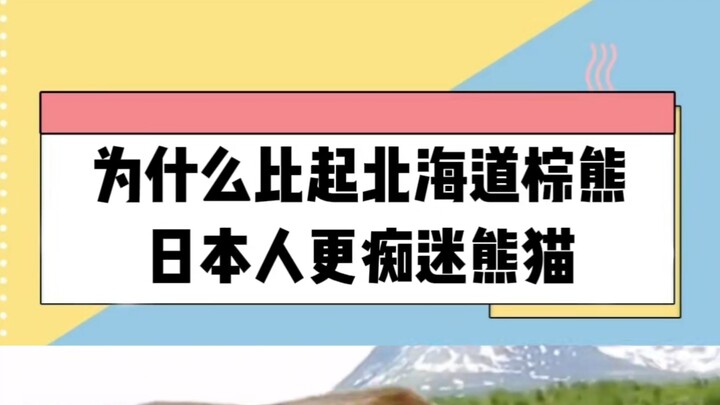 So sánh gấu trúc và gấu nâu Hokkaido, cũng không khó chọn lắm nhỉ