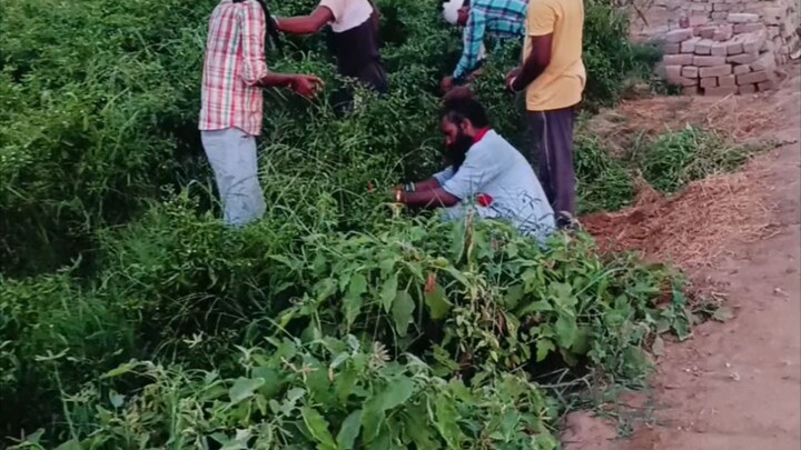 Dalmir Khera Ka 10va Vishal Bhandara 🙏🚩 | Ramdevra Padyatri Seva ❤️