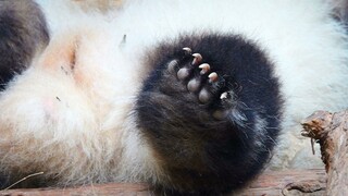 Menonton Hua Hua si kaki pendek sampai puas.