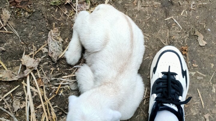 كيف يمكن أن توجد كائنات لطيفة مثل الخراف الصغيرة؟