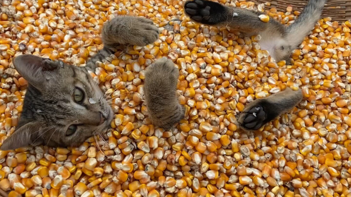 Let’s play! The moment you see those corn kernels, you two act like you’ve just taken a stimulant—co