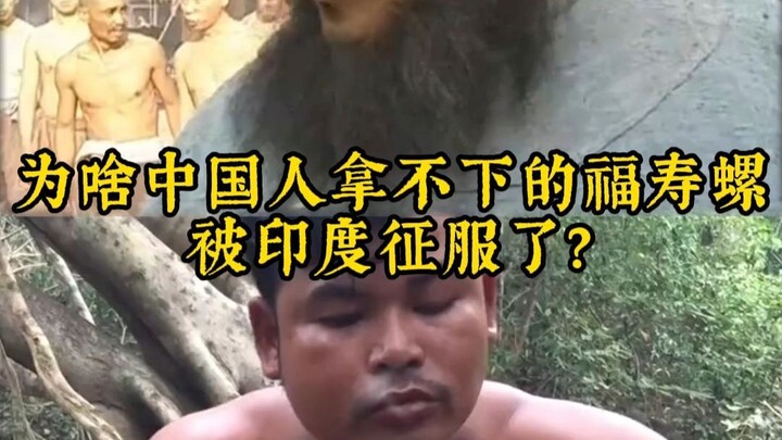 Tại sao ốc bươu vàng mà người Trung Quốc không thể chế ngự lại bị Ấn Độ chinh phục?