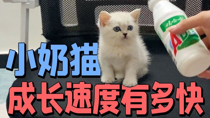 有些小奶猫睡着睡着就长大了