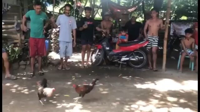 mistiso blood line paanak ng mananalo 2-0