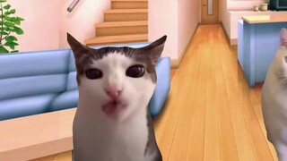 Meme mèo | Video đã được phát 3,5 triệu lần nhưng tôi không kiếm được tiền. Thật là buồn