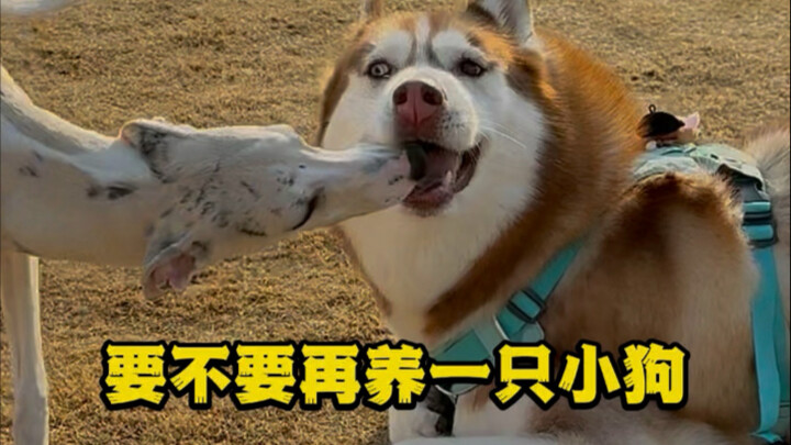 บนอินเทอร์เน็ตถูกกระตุ้นให้มีลูกคนที่สอง แต่ในชีวิตจริงกลับถูกเรียกว่า “พังพอน”