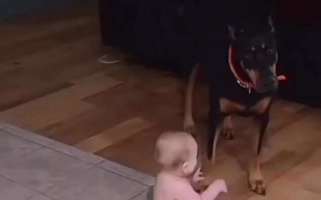The happy life of a little baby and a group of big dogs
