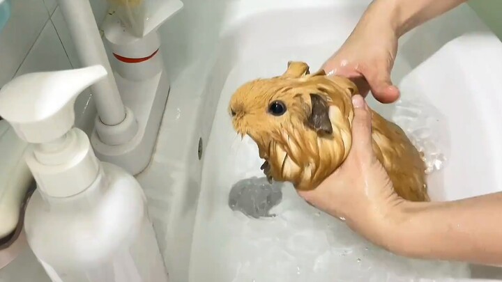 Like a pig about to be slaughtered