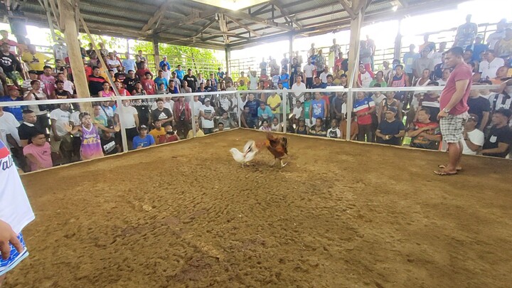 poyloyTari tutorial #5 win