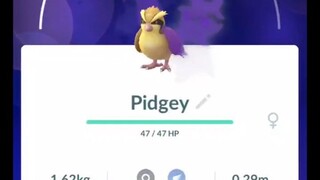 Pokémon GO-Purifying Shadow Pidgey