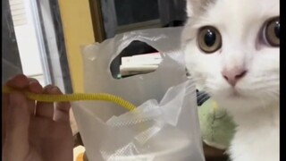Setiap hari aku harus beradu kecerdasan dan keberanian dengan kucing konyol itu