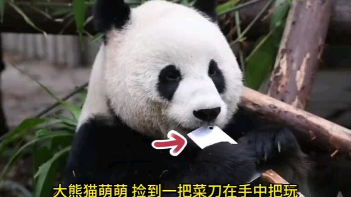 萌兰完全遗传了妈妈萌萌的调皮捣蛋性格