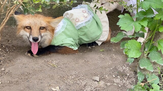 My Pet Fox | Trying New Outfit