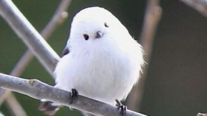 Xiao Fei Chou imut banget