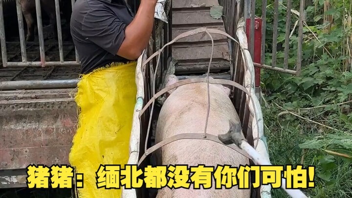 Zhu Zhu: Di Myanmar Utara pun tidak se-menakutkan kalian!