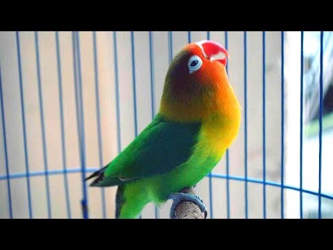 Pancingan Lovebird Ngetik Sambung Ngekek Panjang