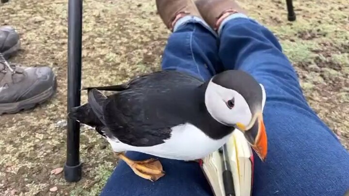 Encounter the puffins—They’ll stop at nothing to steal your attention ❤