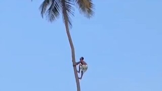 爬这么高的树，就为了摘几个椰子？（请勿模仿）