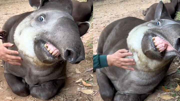 After being petted by its keeper, the Brazilian tapir immediately lay down on the ground; from the f