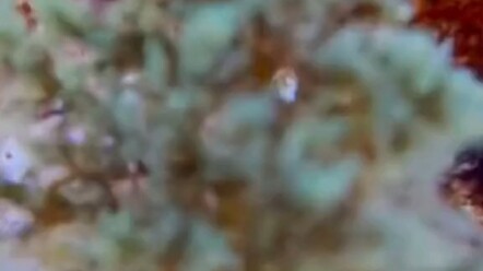 What the heck is this?