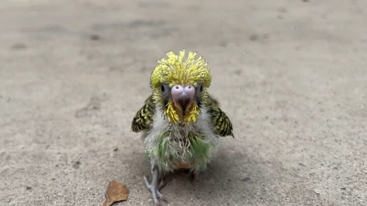 Masih ingat si burung beo kecil yang dulu saja susah mengangkat kepala?
