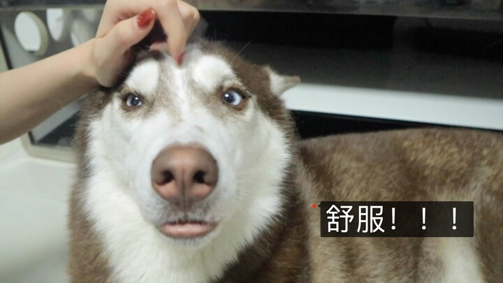 Giving a Husky a head massage—just look at its expression to see how comfy it is!
