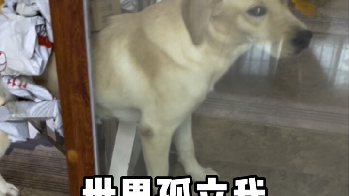 Dog: I really hate people who have no sense of boundaries.