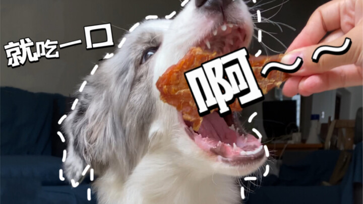 Tak ada yang bisa menebak di mana si kecil anjing akan muncul detik berikutnya! “Wanxing Tian Gou 2”