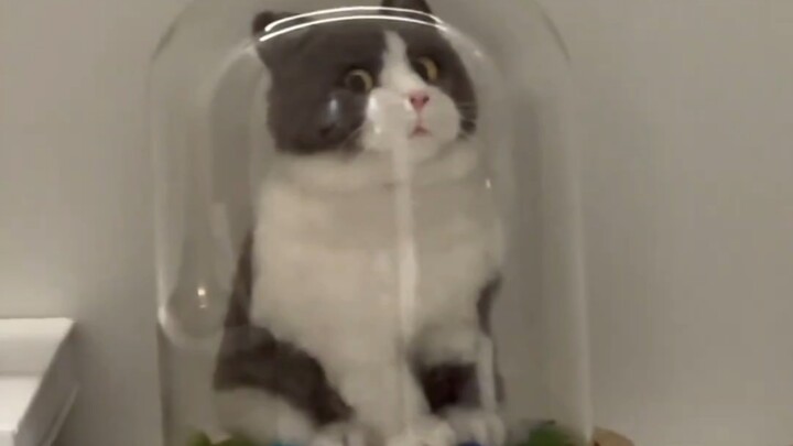Cat: Can't see me, can't see me!
