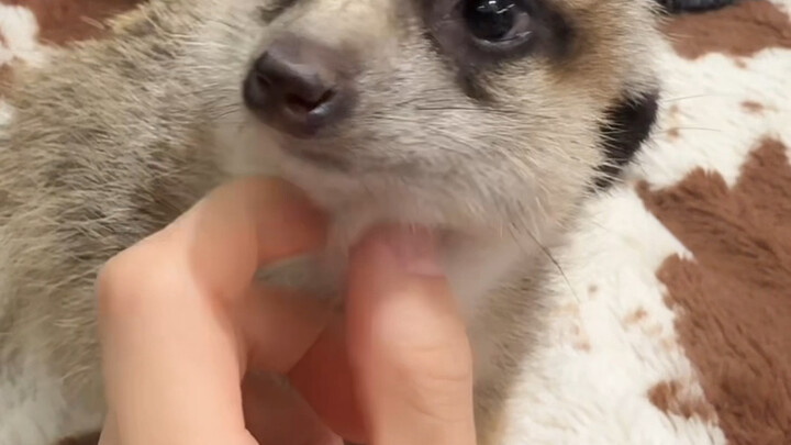 Live Stream Recording from the Day Before Yesterday