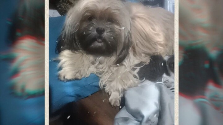 cute baby dog