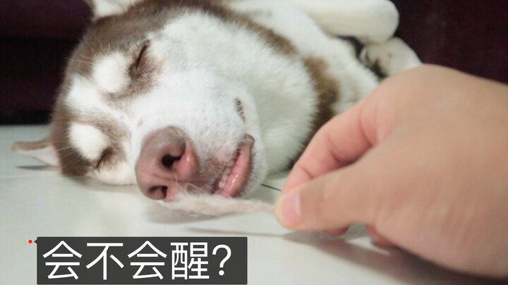 What happens when you tickle a husky’s nose with its own fur while it’s asleep?
