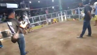 Torrijos Marinduque 2 cock ulutan fight 2 Triple P Game faram