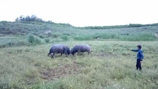 chọi trâu mù cang chải