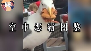 【野生人类图鉴】我只想去码头整点薯条 【妈见打】