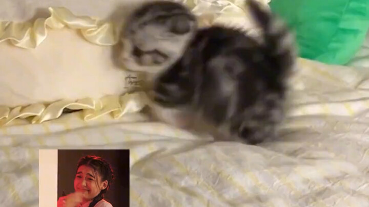 Two tiny little things, no bigger than boogers, are already fighting # cats # cute pets ...
