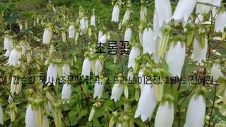 재림문인협회 동행 1집 가곡-  25  초롱꽃(강순화 작사, 조문양 작곡, 소프라노 이은정, 피아노 전혜원)