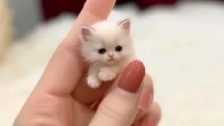 Apakah kucing kecil yang imut, lucu, dan nakal akan disukai di seluruh dunia?