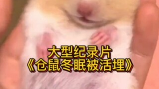 大型纪录片，仓鼠冬眠被活埋