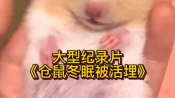 大型纪录片，仓鼠冬眠被活埋