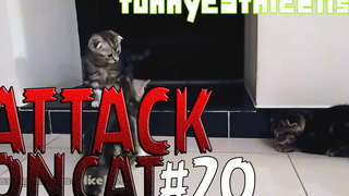 รวมพลแก๊งค์แมวฮ่า Attack on Cat ! 20 / ตอน vออนทัวท์มันไก่ !!! พากย์นรก