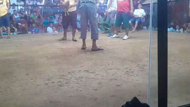 Manok ni San Pedro 2wins ubay bohol