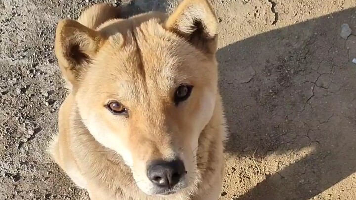 In a puppy’s eyes, clothing pockets are just like vending machines!