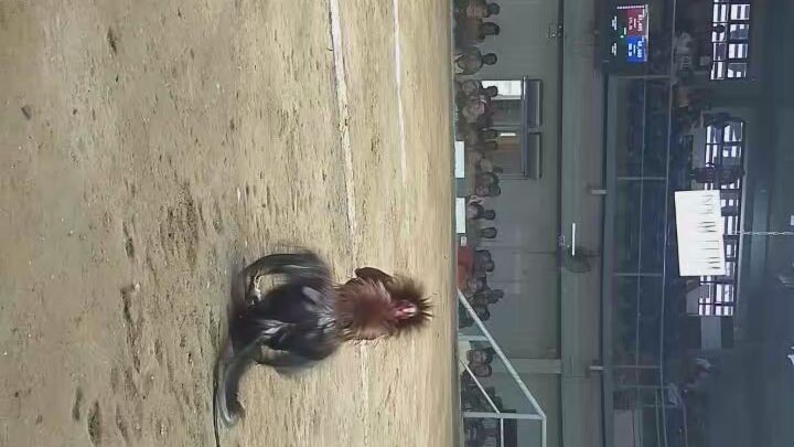 nakabawi din win tayo ngayon...#4m'sgamefowl..#colesiodemanila..