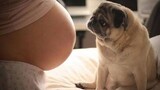 Dogs Protecting Pregnant Women Videos Compilation 2017 - สุนัขรักทารกในครรภ์