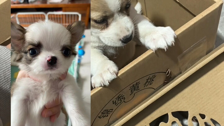 大家避雷这个人32970685616就是他的抖音号