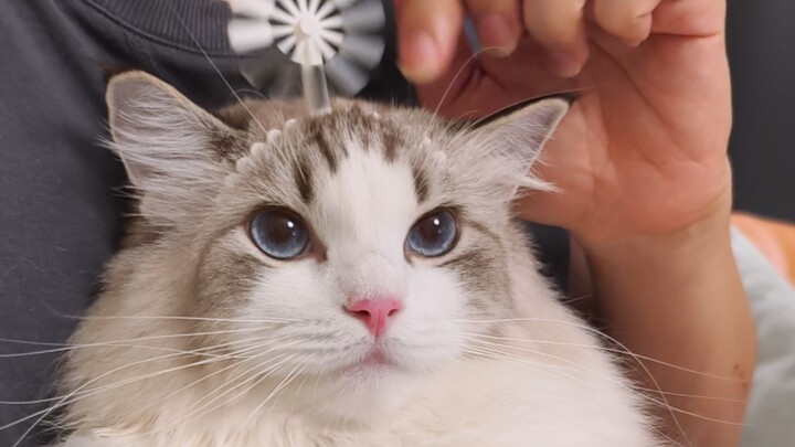 Con mèo nhỏ của bạn đã ngừng hoạt động