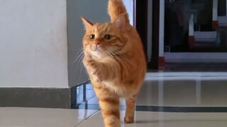 Orange Cat: Welcome to the Meow Meow Sect!